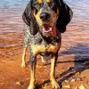 Bluetick Coonhound Diamond Painting