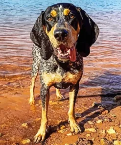Bluetick Coonhound Diamond Painting