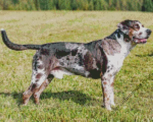 Catahoula Leopard Dog Diamond Painting