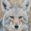 Coyote Face Diamond Painting