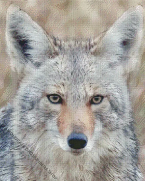 Coyote Face Diamond Painting