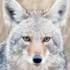 Coyote Face Diamond Painting