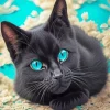 Cute Blue Eyed Black Cat Diamond Painting