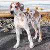 Fawnequin Great Dane Diamond Painting