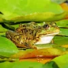 Frog And Lily Pad Diamond Painting