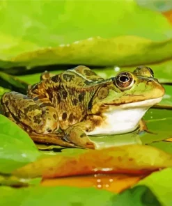 Frog And Lily Pad Diamond Painting