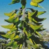 Green Birdflower Diamond Painting
