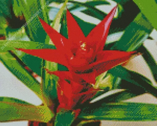 Guzmania Bromeliad Diamond Painting