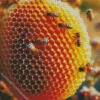 Honey Bee Hive Diamond Painting