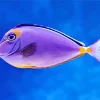 Purple Fish Diamond Painting
