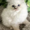 Ragdoll Kitten Diamond Painting