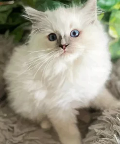 Ragdoll Kitten Diamond Painting