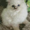 Ragdoll Kitten Diamond Painting