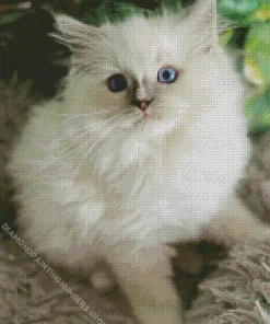 Ragdoll Kitten Diamond Painting
