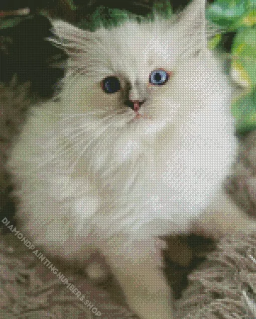 Ragdoll Kitten Diamond Painting
