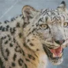 Snow Leopard Diamond Painting