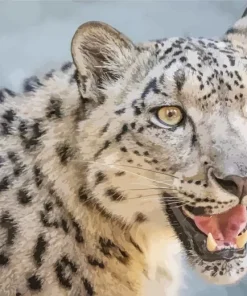Snow Leopard Diamond Painting