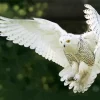 White Owl Diamond Painting
