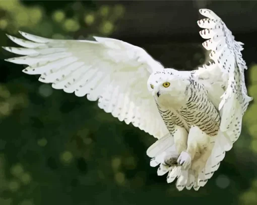 White Owl Diamond Painting