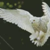 White Owl Diamond Painting