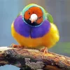 Yellow And Purple Bird Diamond Painting