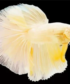 Yellow Betta Fish Diamond Painting