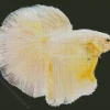 Yellow Betta Fish Diamond Painting