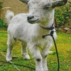 American Pygmy Goat Diamond Painting