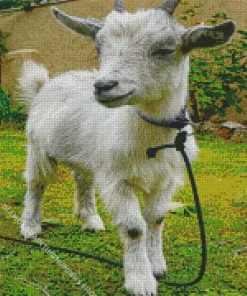 American Pygmy Goat Diamond Painting