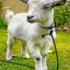 American Pygmy Goat Diamond Painting