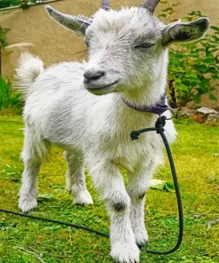 American Pygmy Goat Diamond Painting
