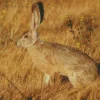 Black Tailed Jackrabbit Diamond Painting