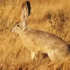 Black Tailed Jackrabbit Diamond Painting