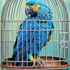 Blue Parrot In Cage Diamond Painting