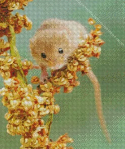 Eurasian Harvest Mouse Diamond Painting