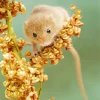 Eurasian Harvest Mouse Diamond Painting