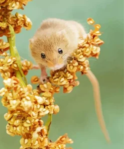 Eurasian Harvest Mouse Diamond Painting