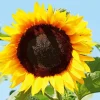 Helianthus Giganteus Diamond Painting