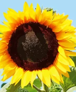 Helianthus Giganteus Diamond Painting