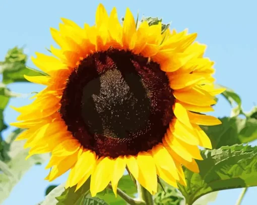 Helianthus Giganteus Diamond Painting