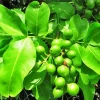 Spanish Lime Diamond Painting