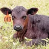 The Aberdeen Angus Diamond Painting