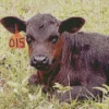 The Aberdeen Angus Diamond Painting