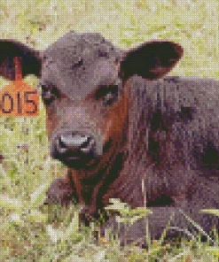 The Aberdeen Angus Diamond Painting