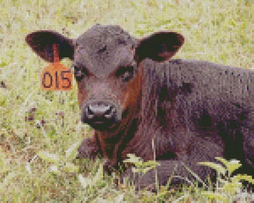 The Aberdeen Angus Diamond Painting