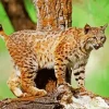 Wild Bobcat Diamond Painting