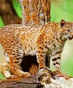Wild Bobcat Diamond Painting