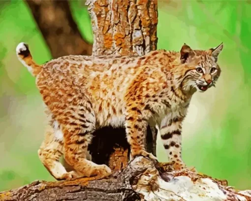 Wild Bobcat Diamond Painting