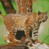 Wild Bobcat Diamond Painting