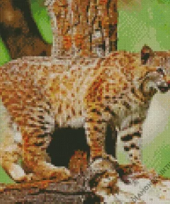 Wild Bobcat Diamond Painting